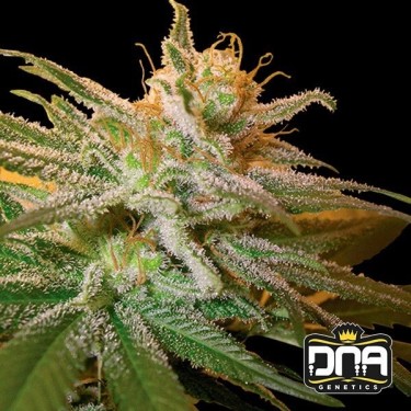 Plante de marijuana Kushberry