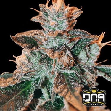 Plante de marijuana Cataract Kush