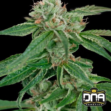 Crockett's Confidential Régulière  Plante de marijuana