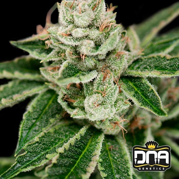 View Plant de cannabis