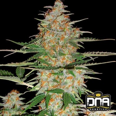 60 Day Wonder Autoflower Plante de marijuana