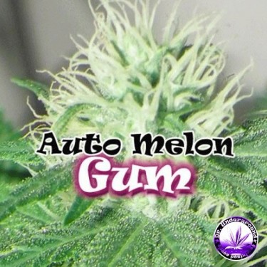 Plante de marijuana Auto Melon Gum