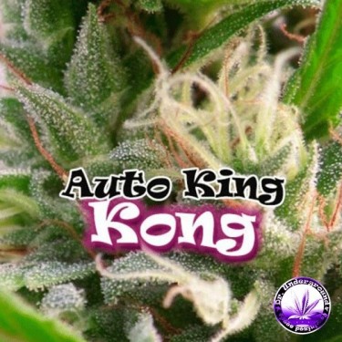 Plante de marijuana King Kong Auto