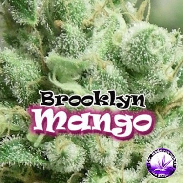 Brooklyn Mango Plante de marijuana