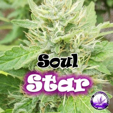 Graines de cannabis Soul Star