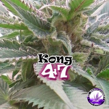 View Plante de marijuana Kong 47