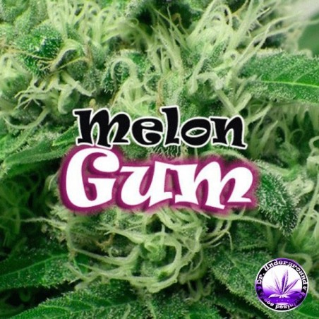 Melon Gum Plante de marijuana