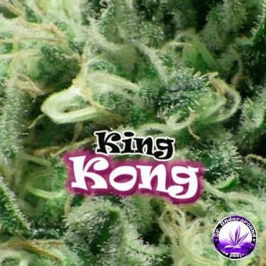 King Kong Plante de marijuana