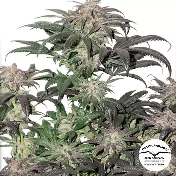 Voir Plante de cannabis Bubba Island Kush
