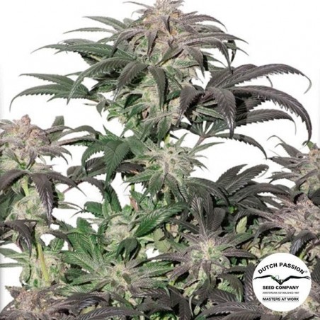 Plant de cannabis Bubba Island Kush