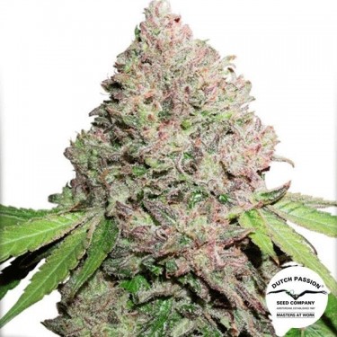 Plante de cannabis CBD Charlotte's Angel