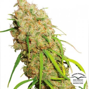 Plante de cannabis Desfrán