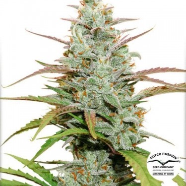 Mokum's Tulip Plante de cannabis