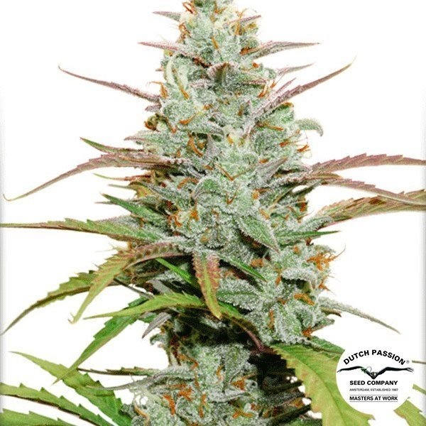 Voir Mokum's Tulip Plante de cannabis