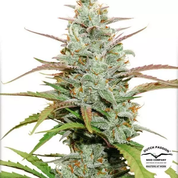 Voir Mokum's Tulip Plante de cannabis