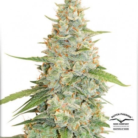 Plante de cannabis Meringue