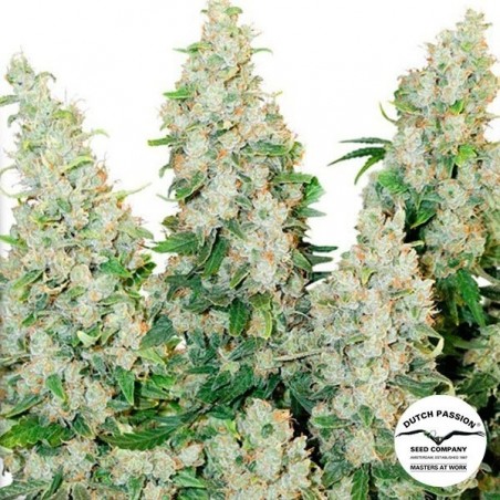 Think Different Plante de marijuana