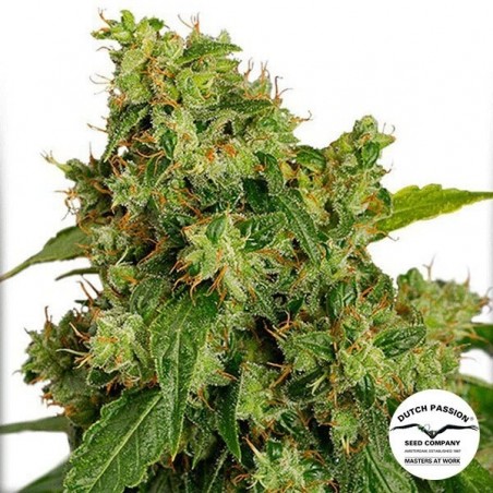 Plante de marijuana Auto Xtreme