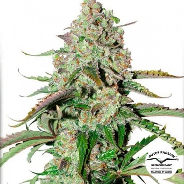 Auto Colorado Cookies Plante de marijuana