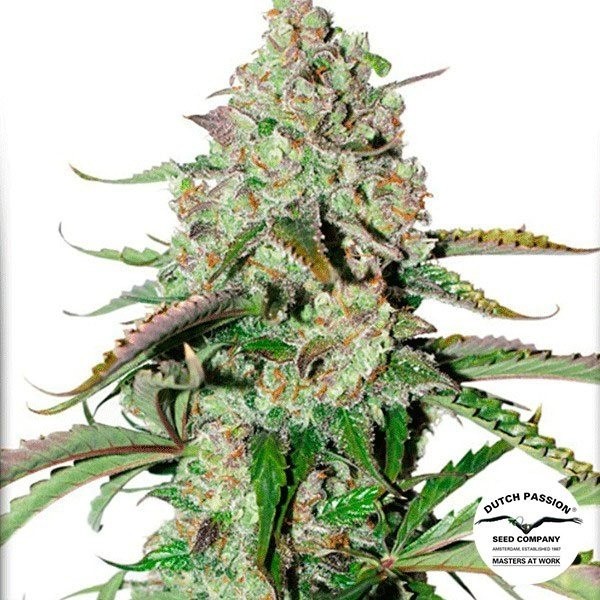 Voir Auto Colorado Cookies Plante de marijuana