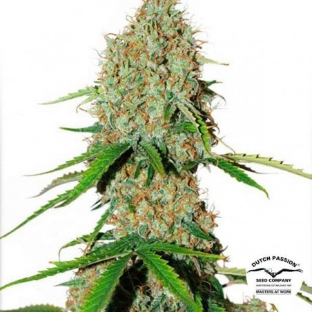 Auto Brooklyn Sunrise Plante de marijuana
