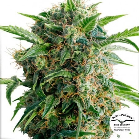 Plante de marijuana Auto Daïquiri Lime