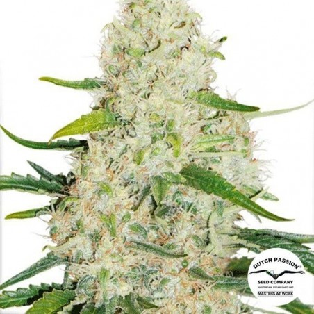 Think Big Auto Plante de cannabis