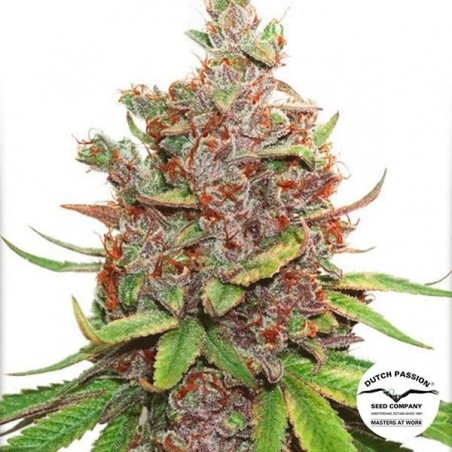 Auto Glueberry O.G. Plante de marijuana