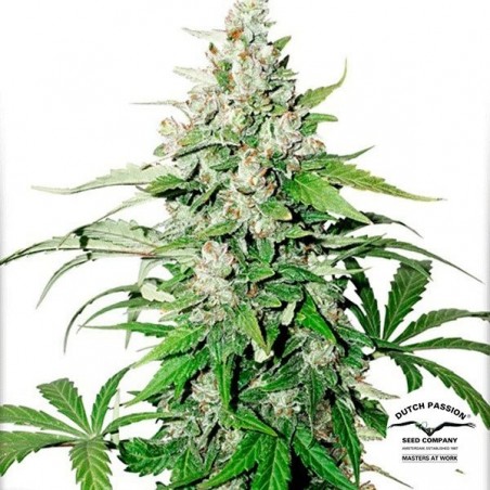 Plante de marijuana Auto Cinderella Jack