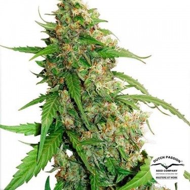 Auto CBD Compassion Lime Plante de marijuana