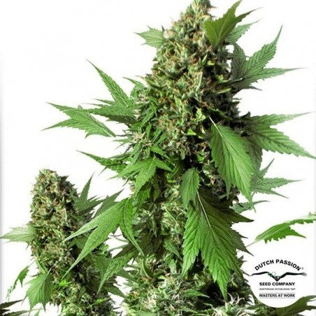 Auto Duck Plante de marijuana