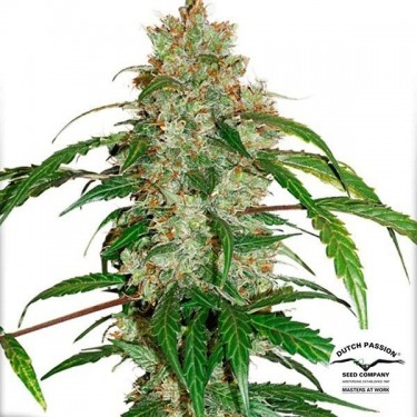 Plante de marijuana Auto CBD White Widow