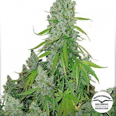 View Plant de cannabis