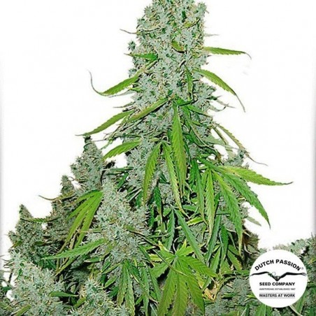 Plant de cannabis