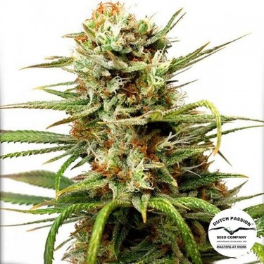 Plante de cannabis Auto White Widow