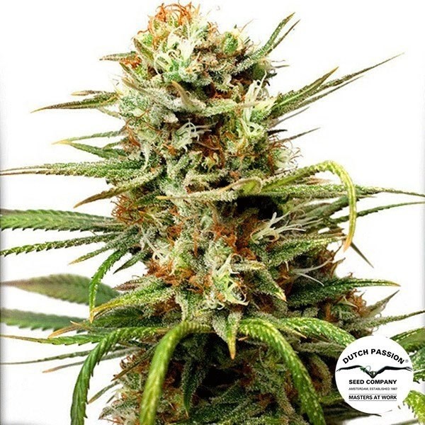 Voir Plante de cannabis Auto White Widow