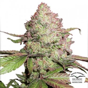 Plante de cannabis CBD Auto Charlotte´s Angel