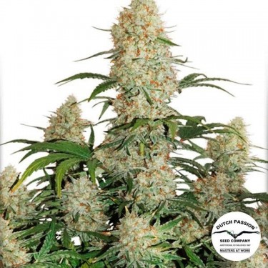 Auto Critical Orange Punch Plante de cannabis