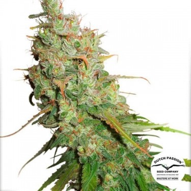 Plante de cannabis Auto Desfrán