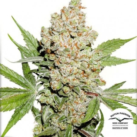 Plante de cannabis Auto Lemon Kix