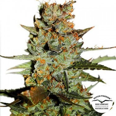 Auto Blueberry