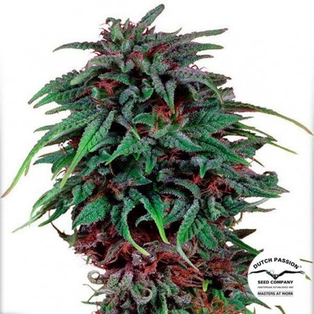 Plante de marijuana Durban Poison ®  Régulière