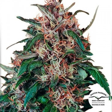 Plante de cannabis Hollands Hope ® Régulière