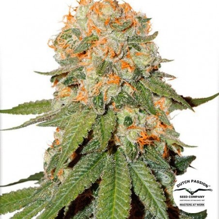 Orange Bud ® Régulière