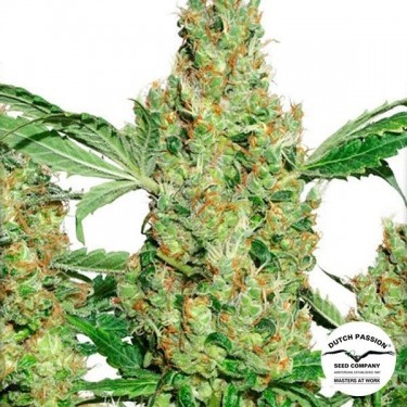 Power Plant ® Régulière Plante de marijuana