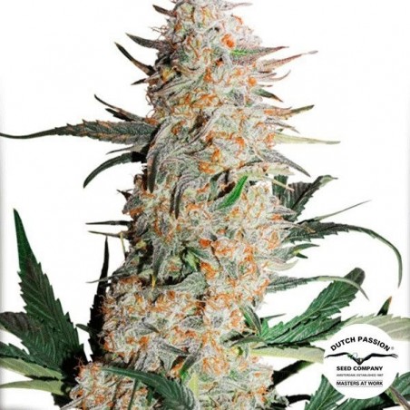 Plante de cannabis Critical Orange Punch