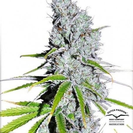 Plante de cannabis CBD Skunk Haze