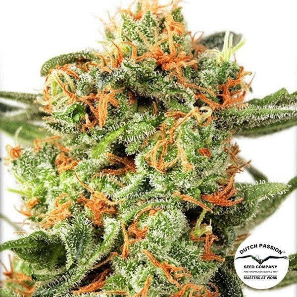 Voir Orange Hill Special Plante de cannabis