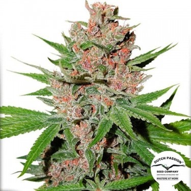 Passion Fruit Plante de marijuana