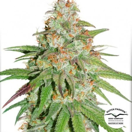 Plante de marijuana Glueberry OG